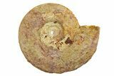 Jurassic Ammonite (Hildoceras?) Fossil - Morocco #289701-1